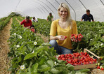 So früh wie noch nie startete in diesem Jahr auf den badischen Erdbeerfeldern die Ernte. Seit Anfang April pflücken dort die Erzeugerbetriebe der genossenschaftlichen Erzeugermärkte in Bruchsal, Oberkirch und Vogtsburg die roten Früchte in den Verfrühungstunneln.
