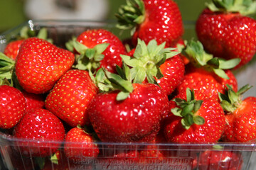 Im vergangenen Jahr wurden in Deutschland 135.000 Tonnen Erdbeeren geerntet, frostbedingt 14 Prozent weniger als im Fnfjahresdurschnitt von 2012 bis 2016.