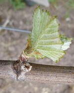 Knospenfraß durch Erdraupen.