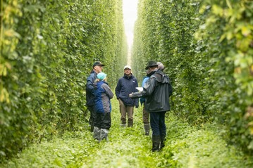 Bei strömendem Regen, was im Sommer 2022 eine Seltenheit war, musste die Schätzkommission ihren Dienst tun und die zur Ernte stehenden Hopfen in Tettnang begutachten. Wenig verwunderlich, dass die Erträge unterdurchschnittlich ausfallen werden.