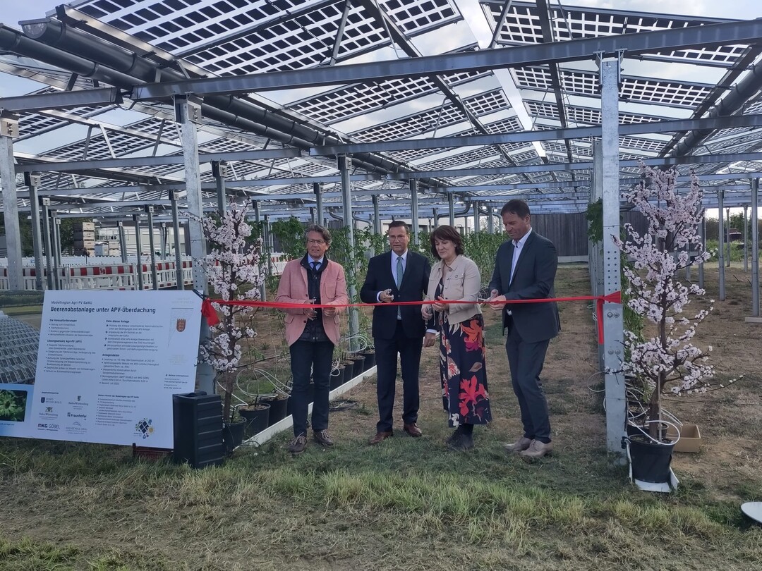Auf dem Obstversuchsgut Heuchlingen der LVWO Weinsberg wurde die dritte Pilotanlage der Modellregion Agri-PV Baden-Württemberg eingeweiht.