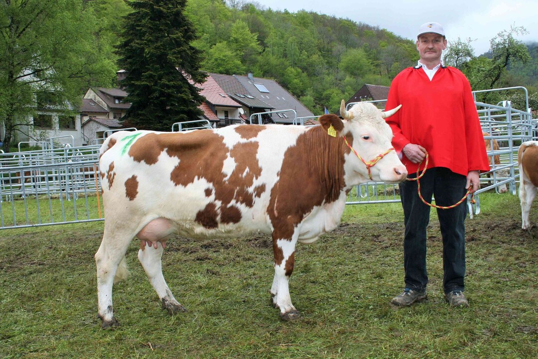 Euter Res: Reserveeutersiegerin wurde die Siltnaptochter Fricka vom Betrieb Hubert Schtzle aus Todtnau-Prg. Wie weitere vier Halbschwestern zeigte sie ein hervorragendes Jungkuheuter.