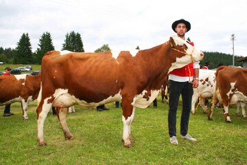 Die Pigdian II-Tochter Delia von der Holzmattenhof Jehle und Hermann GbR in Lenzkirch-Saig wurde mit zwei Abkalbungen Eutersiegerin bei der Raitenbucher Schau 2016. Sie verkrpert das Vererbungsbild ihres Vaters recht gut. 