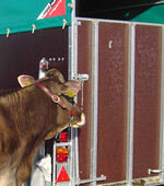 Export gegenüber Vorjahr stabil: In den ersten sechs Monaten dieses Jahres konnten mit 25.500 Zuchtrindern rund 1000 Tiere mehr als im Vorjahreszeitraum ins Ausland exportiert werden.