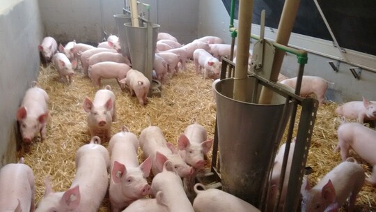 Zustzliche Fresspltze mindern fr die Schweine den Stress in den Buchten.