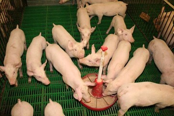 Das Aktionsbndnis fr Schweinehaltung in Baden-Wrttemberg bezieht Position und fordert fr Ferkelerzeuger und Mster einen hheren Anteil an der Wertschpfung..