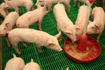 In Niedersachsen sind jetzt auch Schweinemäster von den Betriebssperrungen betroffen.