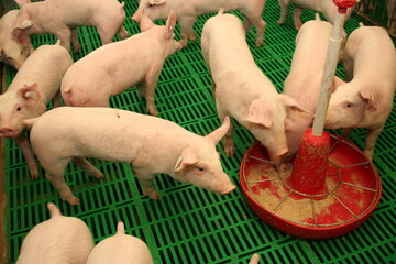 In Niedersachsen sind jetzt auch Schweinemster von den Betriebssperrungen betroffen.