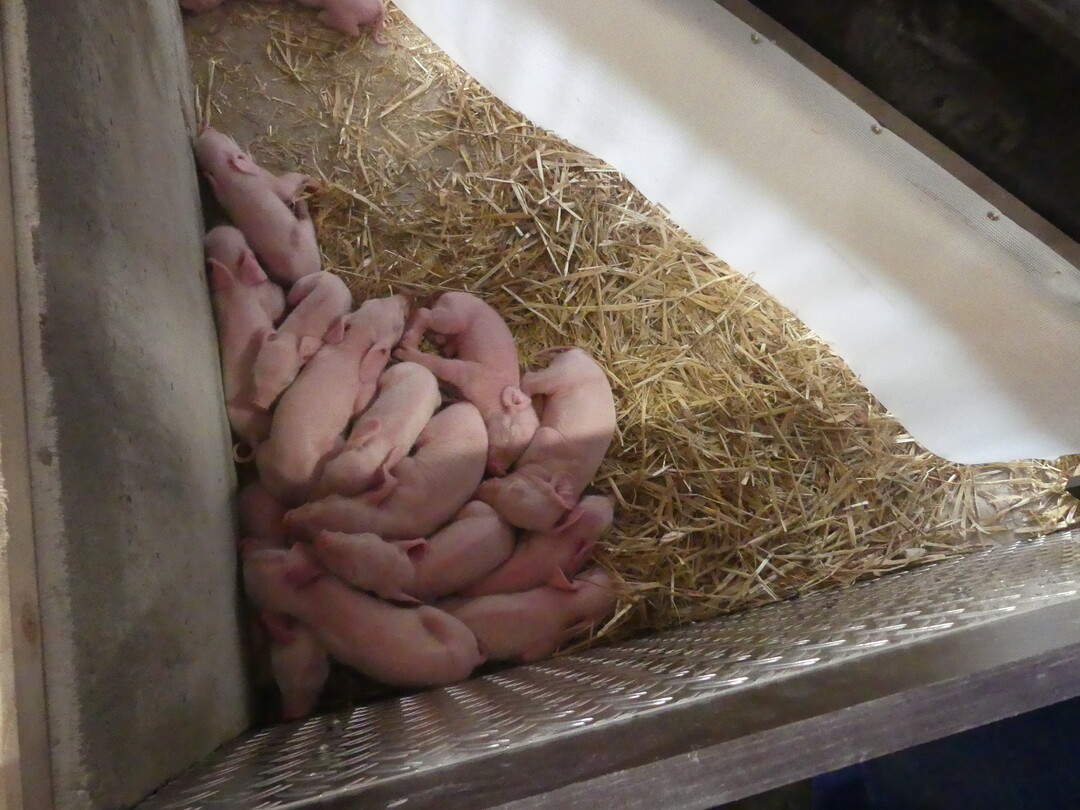 Bei diesem Wurf muss die Nesttemperatur erhöht werden.