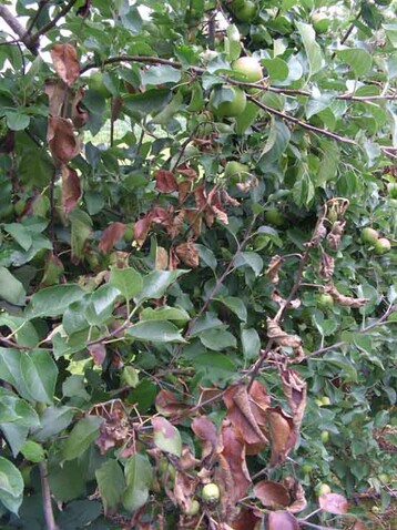 Starker Feuerbrandbefall an einem Apfelbaum: Sollte solch ein Befall wieder auftreten, darf zur Bekmpfung kein Streptomycin eingesetzt werden. Alternativmittel knnen LMA oder das Hefeprparat BlossomProtect sein. . 