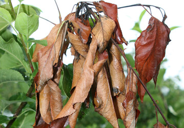 Tritt in einer Obstanlage Feuerbrand auf, sind betroffene Partien schnell zu eliminieren. Dabei ist das Ausreien in der Regel dem Schnitt vorzuziehen, um nicht durch Werkzeuge das Bakterium weiter zu verbreiten.