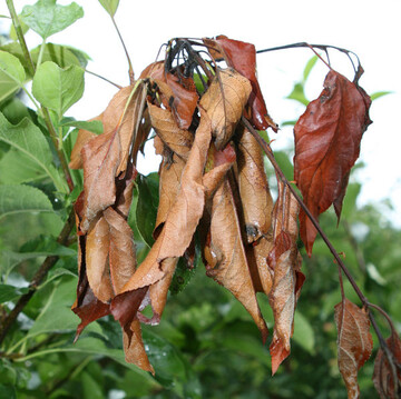 In Brandenburg greift das Landwirtschaftsministierum vom Feuerbrand betroffenen Betrieben unter die Arme. 