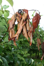 Krückstockartig verkrümmte und schwarz verfärbte Zweige sind Zeichen von Befall mit Feuerbrand.