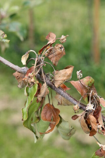 Auch im vergangenen Jahr war wieder eine Bekmpfung des Feuerbrands im Kernobst ntig, wenngleich der Befallsdruck nicht so stark wie in den Vorjahren war. 
