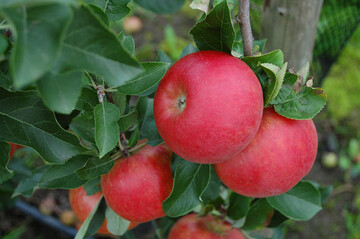 Die in der Schweiz gezüchtete Sorte Ladina ist robust gegen Feuerbrand und hat Potenzial für den Markt.