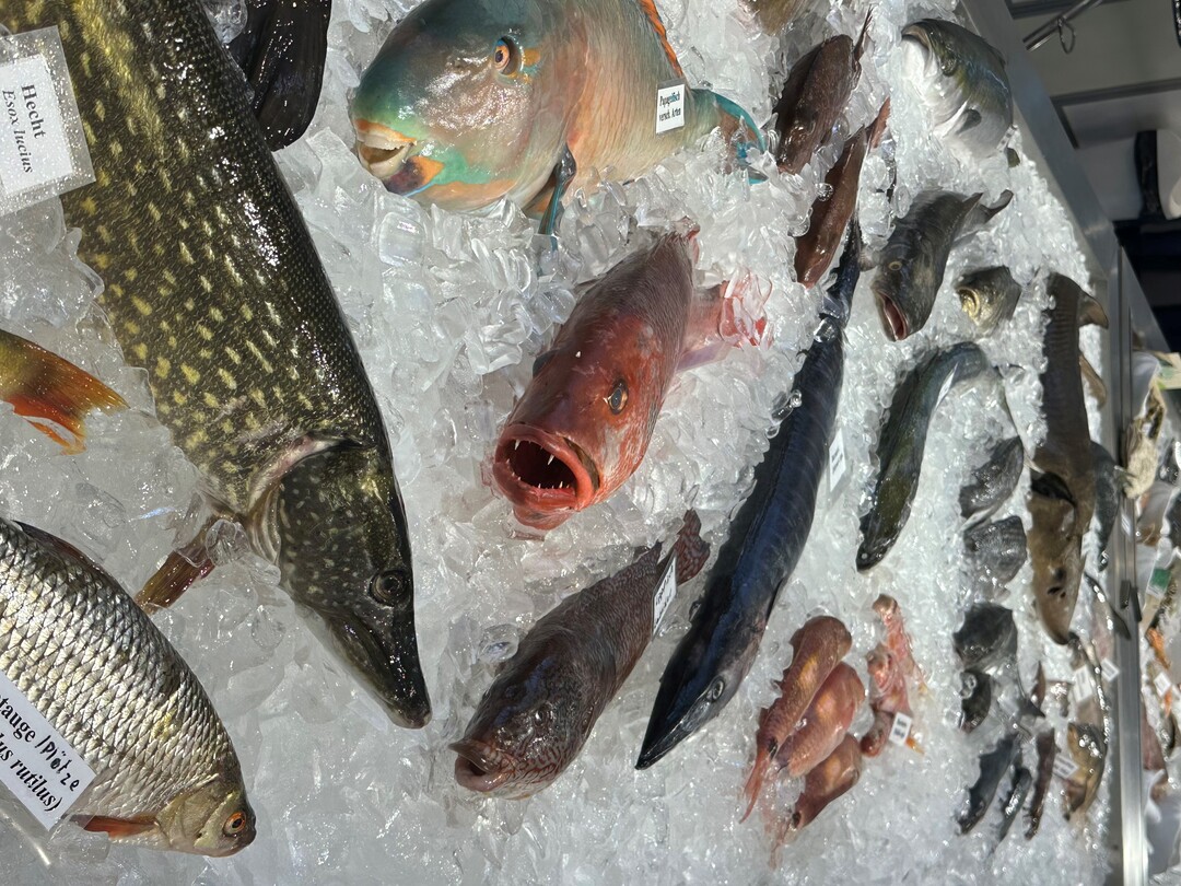 Fische<br>