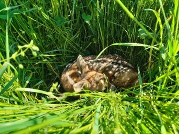 Rehkitze verstecken sich oft im hohen Gras. Dort sind sie schwer zu finden. 