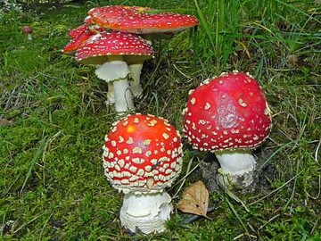 Fliegenpilz 