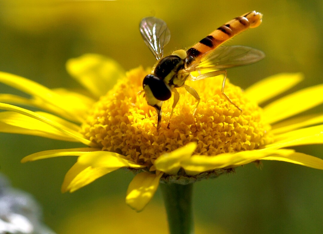 Adulte Schwebfliegen sind effiziente Bestäuber.