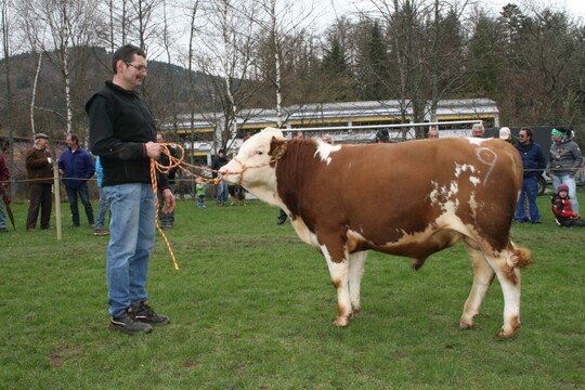 Dieser Bulle von Manfed Schelshorn aus Bernau aus einer Mutter mit Milchwert 113 vom Frühjahrsmarkt in Schönau war ein Fockeralsohn. Fockeral führt die Besamungsbullenliste im Milchwert mit 108 Punkten an.