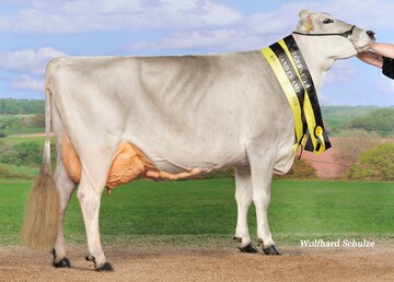 Die Easton-Tochter Forteas aus der Zucht der Albinger GbR in Winterreute war Grand Champion der RBW-Schau im Mrz. Sie ist die Mutter des Spitzenexterieurbullen Bisto.