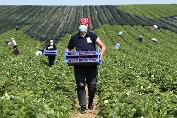 Bei der Ernte auf dem Erdbeerfeld sollten Arbeitgeber ihre Beschftigten ber die Gefahren von UV-Strahlen bei sommerlicher Hitze aufklren und ber Schutzmanahmen wie entsprechende Kleidung, Kopfbedeckung und Sonnencreme aufklren.  