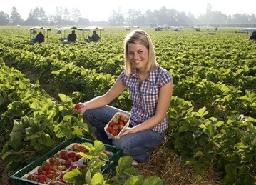 Trotz Hagelausf�llen �bersprang die Erfassung von Erdbeeren bei den badischen Erzeugerm�rkten erstmals die 10.000 Tonnen-Marke.