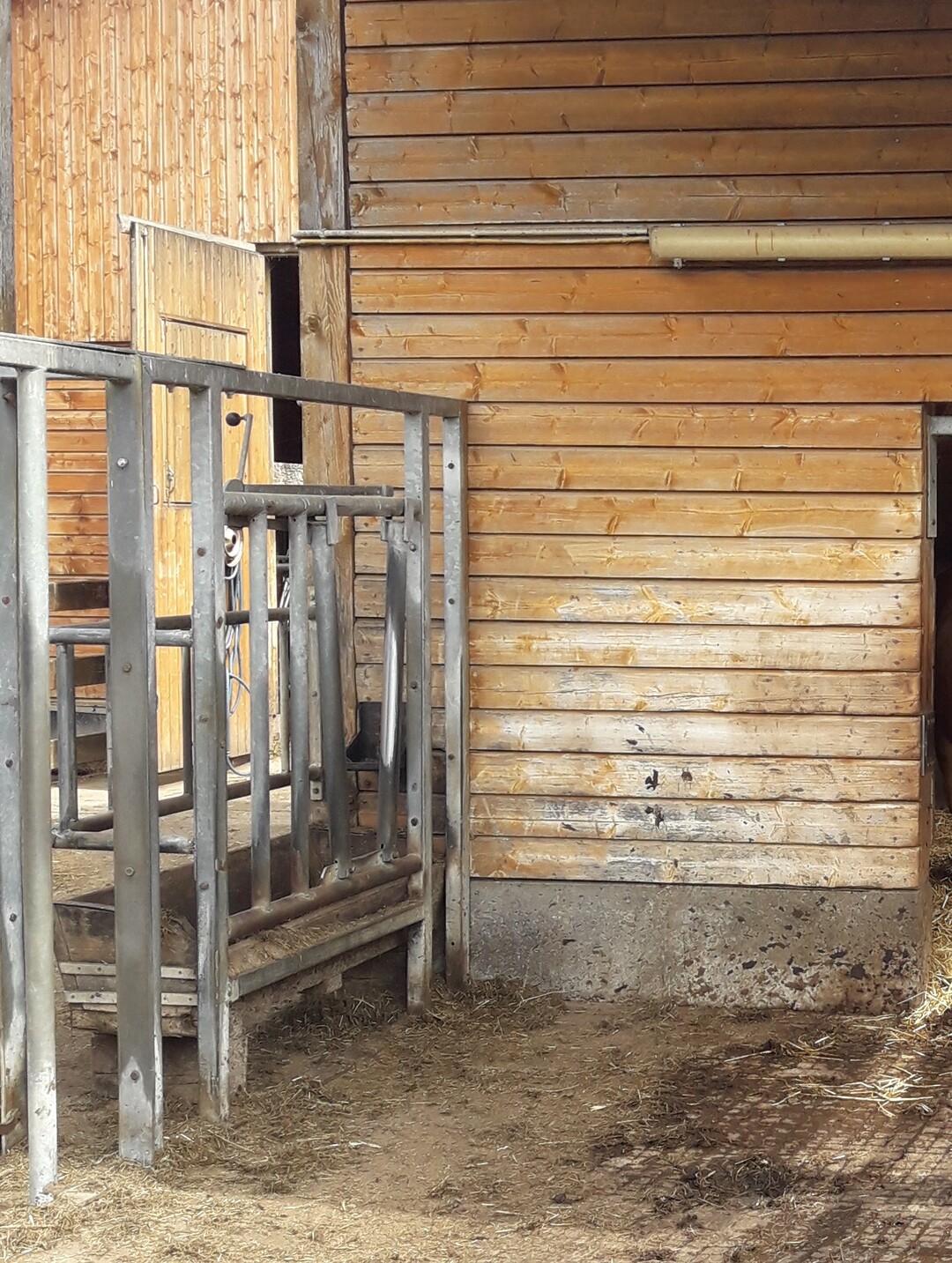 Durch das Umlegen des Hebels verengen sich die stabilen Metallstbe am Futterplatz v-frmig und halten den Bullen fest.