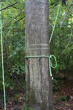 Wenn der Baum zu stark ist beziehungsweise noch zu fest im Boden verankert ist, ist das Umziehen zu riskant und das Material leidet. Eine vorgestellte Methode für das Zufallbringen mittels Seilwinde, die sich in Erprobung befindet, wurde begrüßt.