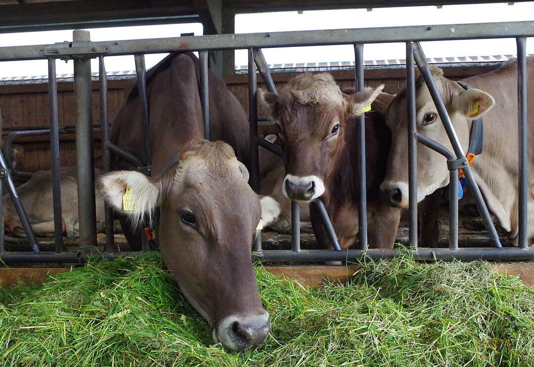 Die Mischung aus Heu und frischem Grn hat handfeste Vorteile fr das Fettsureprofil der Milch.