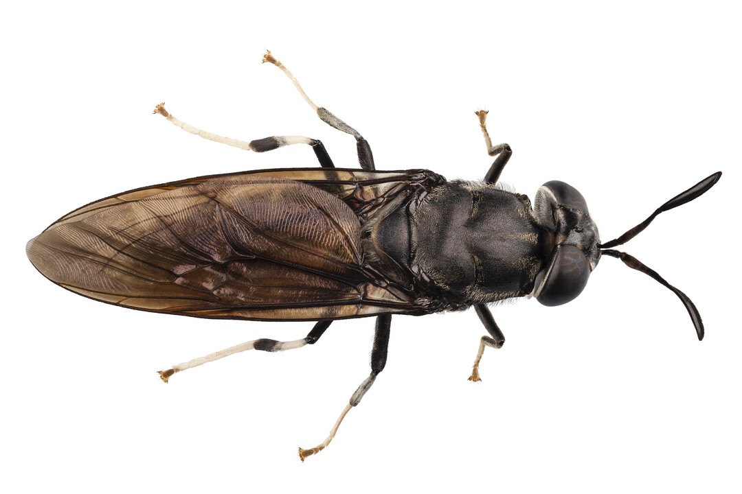 Schwarze Soldatenfliege