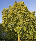 Die sonst so starken Eichen können von einigen unerwünschten Mitbewohnern heimgesucht werden.