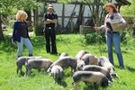 Wer hat Lust Schweine zu hüten oder beim Backen zu helfen?
