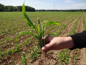 Durch den Wegfall der Mesurolbeize nahm der Fritfliegen-Befall dieses Frühjahr massiv zu.