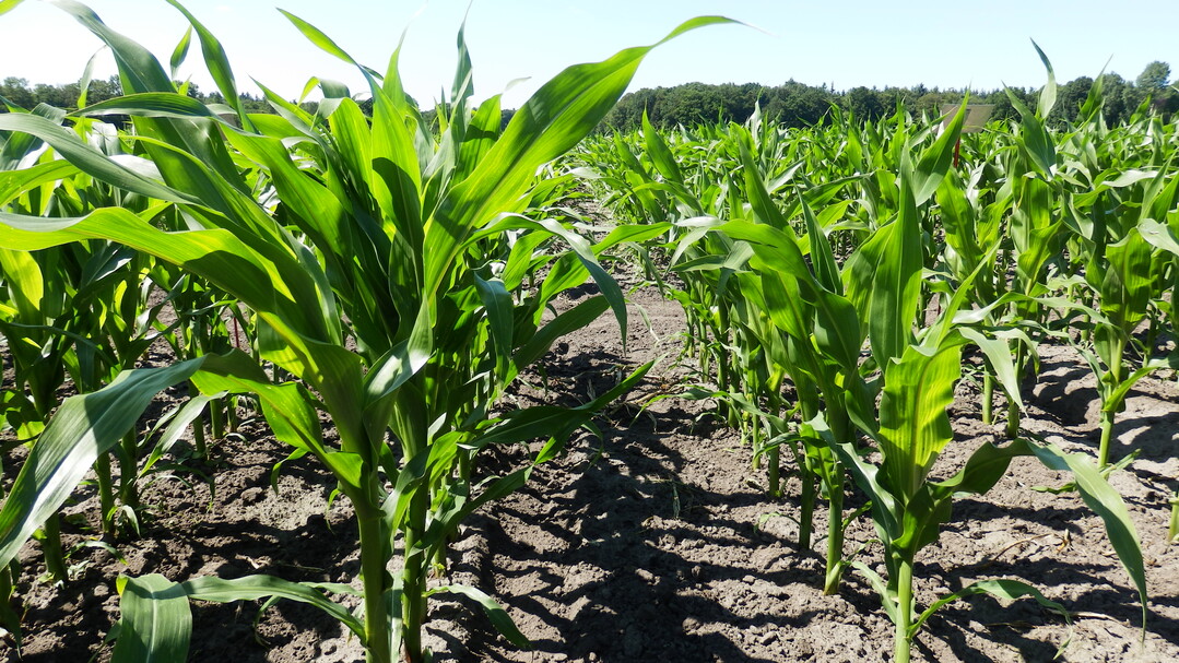 Frohwchsige Sorten unterdrcken das Unkraut besser.