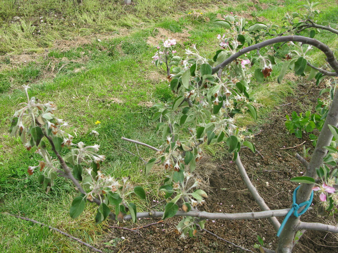 Frostgeschdigter Apfelbaum