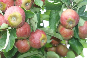 Der Frost Ende April blieb nicht ohne Folgen. Besonders auf Äpfel der Jonagold-Gruppe zeigen sich Frostringe. Da der Geschmack davon nicht beeinträchtigt ist, verkauft Rewe solche Äpfel nun in einer Sonderaktion.