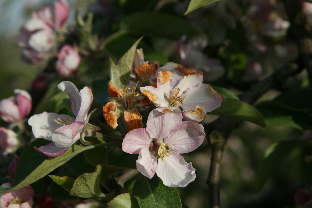 Nach den verheerenden Frostschden, die die Minustemperaturen im April verursacht haben, reagiert die Versicherungsbranche in der Schweiz nun und bietet Obstbauern eine Frostzusatzversicherung an. 