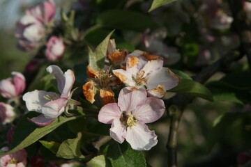 Nach den verheerenden Frostschden, die die Minustemperaturen im April verursacht haben, reagiert die Versicherungsbranche in der Schweiz nun und bietet Obstbauern eine Frostzusatzversicherung an. 