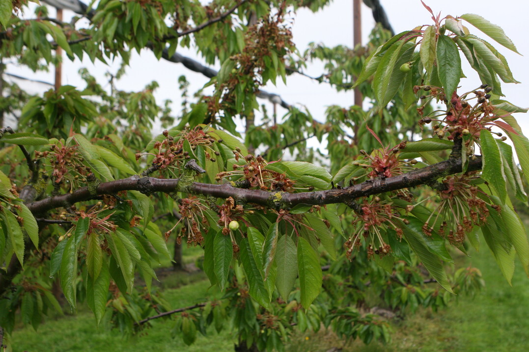 Auch im Obstbau sind Frostschden zu beklagen. Doch anders als 2017, als es den Kirschenanbau massiv getroffen hat, scheint die Bodenseeregion bislang verschont geblieben zu sein. 