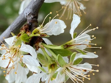 Die Frostnchte im April haben ihre Spuren hinterlassen. Teilweise wird es wird zu groen Ernteausfllen kommen.