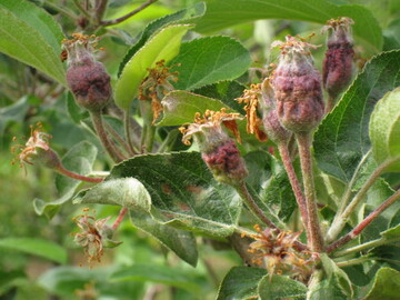 Mumifizierte Apfelfrüchte zwei Tage nach dem Frost: Sie fallen später ab.
