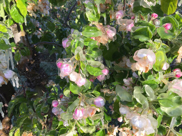 Den effektivsten Schutz von Obstblten vor Frost bietet eine Frostberegnung. 