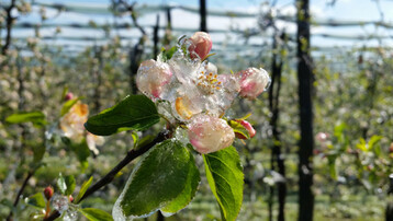 Die Blten durch Beregnung vor Minusgraden zu schtzen, ist am Bodensee nur in wenigen Anlagen mglich. 