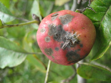 Bei solch einem intensiven Schorfdruck lassen sich kaum mehr vermarktungsfähige Früchte produzieren.