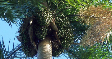 Frchte der Acrocomia-Palme