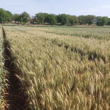 In den baden-württembergischen LSV schob der frühe Winterweizen die Ähren im Schnitt rund vier Tage früher als der klassische.