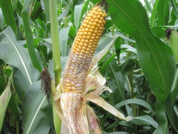 Fusarium