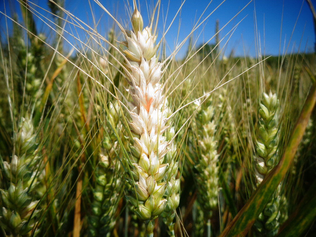 Mit Fusarium infizierte hren zeigen eine partielle Weihrigkeit, meist weisen die Krner eine rtliche Frbung auf.