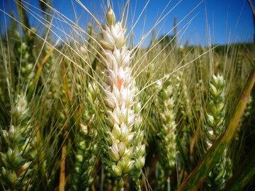 Mit Fusarium infizierte hren zeigen eine partielle Weihrigkeit, meist weisen die Krner eine rtliche Frbung auf.